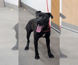 Labrador Retriever-Unknown Mix Dogs for adoption in Forestville, MD, USA