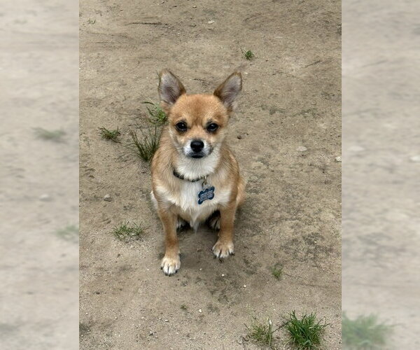 Medium Photo #1 Chiranian Puppy For Sale in East Derry, NH, USA