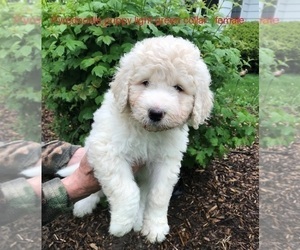 Pyredoodle Puppy for sale in ANSONIA, OH, USA