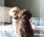 Small #4 Aussiedoodle Miniature 