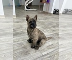Small Photo #8 Cairn Terrier Puppy For Sale in Targu-Mures, Mures, Romainia