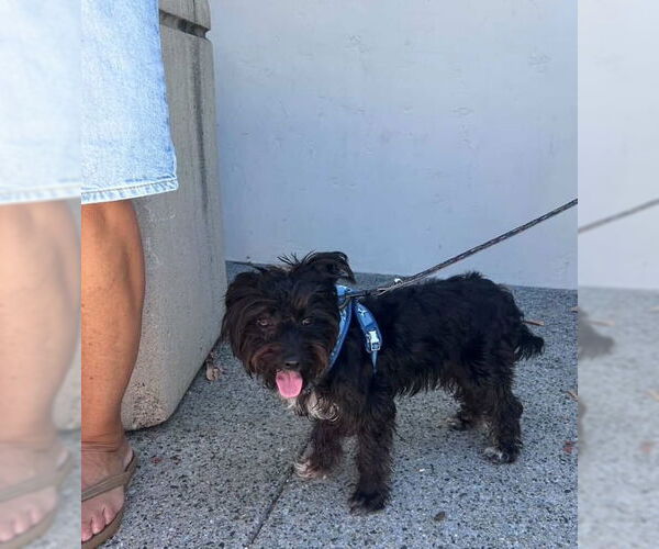 Medium Photo #3 Mutt Puppy For Sale in San Juan Capistrano, CA, USA