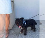 Small #2 Mutt
