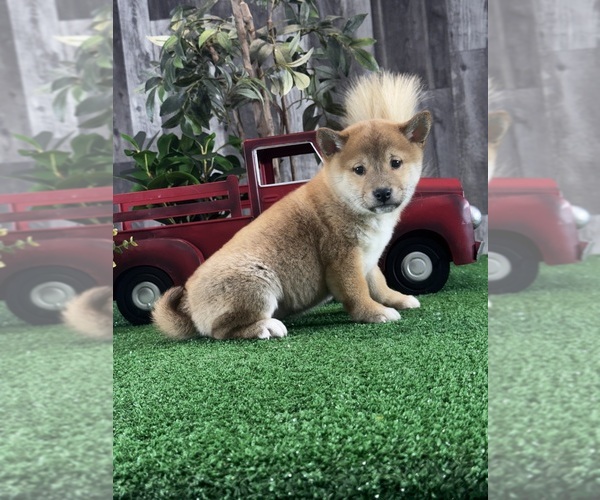 Medium Photo #6 Shiba Inu Puppy For Sale in CANOGA, NY, USA