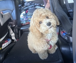 Bichon Frise-Cavapoo Mix Puppy for sale in CONROE, TX, USA