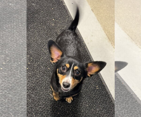 Medium Photo #2 Chihuahua-Unknown Mix Puppy For Sale in Perth Amboy, NJ, USA