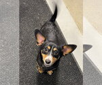 Small #1 Chihuahua Mix