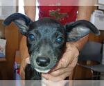 Small Mutt
