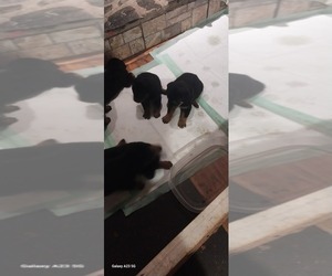 Rottweiler Puppy for sale in STOKESDALE, NC, USA