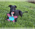 Small #16 Labrador Retriever Mix