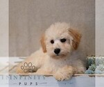 Small #4 Poochon