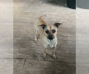 Chiweenie Dogs for adoption in Harrison, AR, USA