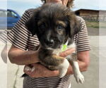 Small #2 Labrador Retriever-Pembroke Welsh Corgi Mix