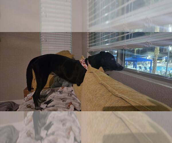 Medium Photo #1 German Shorthaired Pointer-Unknown Mix Puppy For Sale in Las Vegas, NV, USA