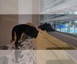 Small German Shorthaired Pointer Mix
