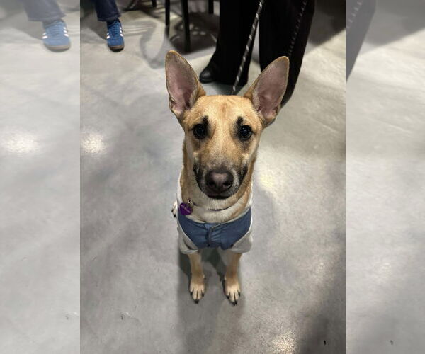 Medium Photo #4 Mutt Puppy For Sale in Minneapolis, MN, USA