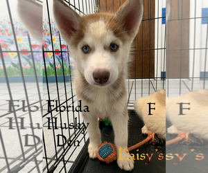 Siberian Husky Puppy for sale in NEW PORT RICHEY, FL, USA