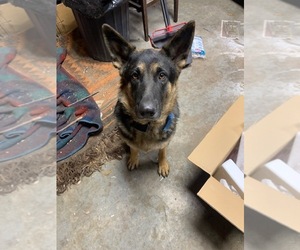 German Shepherd Dog Puppy for sale in BOKOSHE, OK, USA