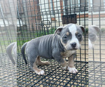 Small #10 American Bully