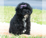 Small #1 Poodle (Miniature)
