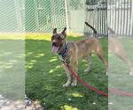Small Photo #3 Mutt Puppy For Sale in San Bernardino, CA, USA