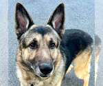 Small Photo #10 German Shepherd Dog Puppy For Sale in Plantation, FL, USA