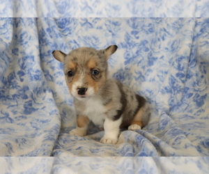 Pembroke Welsh Corgi Puppy for sale in SHILOH, OH, USA