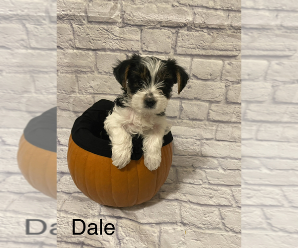 Medium Photo #1 Yorkshire Terrier Puppy For Sale in BUCKEYE, AZ, USA