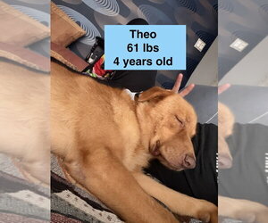 Theo - Male Golden Labrador Dog for Adoption - Photo #2