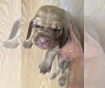 Small #4 Bloodhound