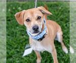Small #23 Miniature Pinscher Mix