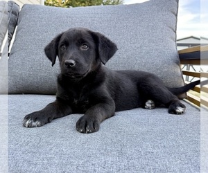 Labrador Retriever Puppy for sale in GREENFIELD, IN, USA