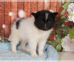 Pomsky Puppy for sale in PENNS CREEK, PA, USA