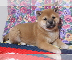 Puppy 1 Shiba Inu