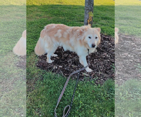 Medium Photo #6 Retriever -Unknown Mix Puppy For Sale in St. Louis Park, MN, USA