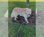 Small #5 Retriever  Mix