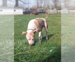 Small #7 American Pit Bull Terrier Mix