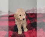 Small #16 Goldendoodle