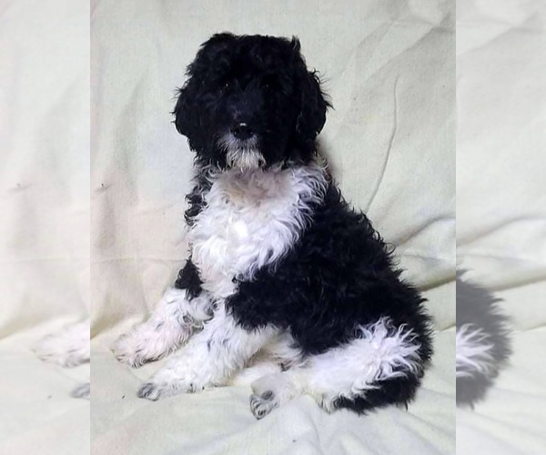 Medium Photo #1 Labradoodle Puppy For Sale in VERGENNES, IL, USA