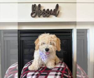Maltipoo Puppy for sale in DUBLIN, CA, USA