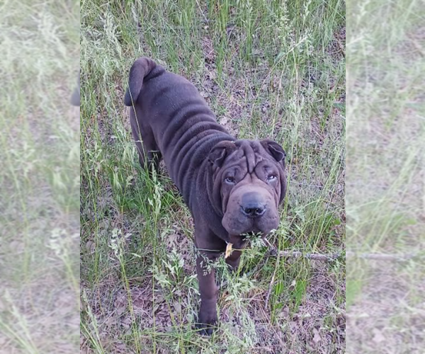 Medium Photo #1 Chinese Shar-Pei Puppy For Sale in MOHAVE VALLEY, AZ, USA