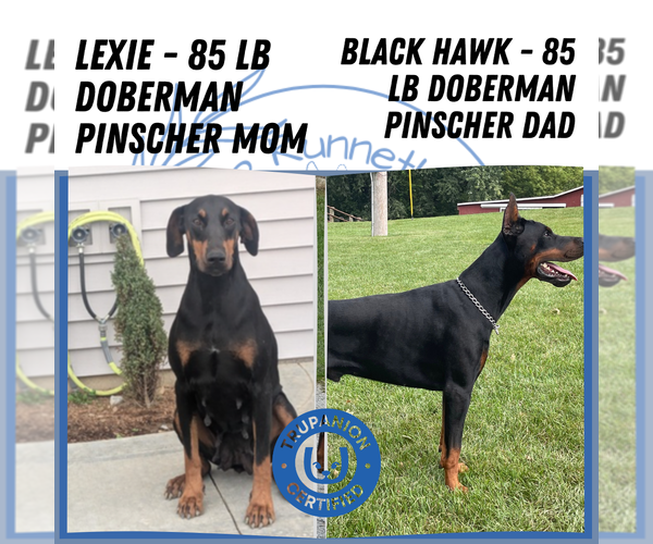 Medium Photo #29 Doberman Pinscher Puppy For Sale in GOSHEN, IN, USA
