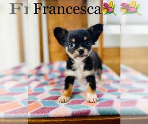 Chihuahua Puppy for sale in COOKEVILLE, TN, USA