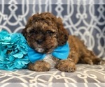 Small Photo #10 Havashu-Poodle (Miniature) Mix Puppy For Sale in LAKELAND, FL, USA