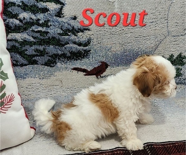 Medium Photo #4 Havanese Puppy For Sale in ALBION, PA, USA