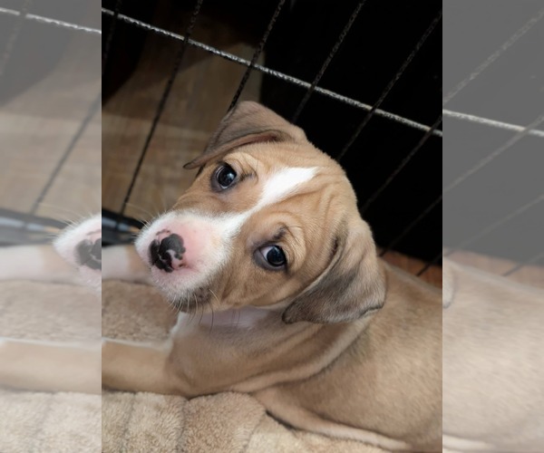 Medium Photo #2 Mutt Puppy For Sale in Holly Springs, NC, USA