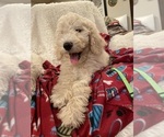 Small Photo #6 Goldendoodle Puppy For Sale in PHOENIX, AZ, USA