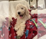 Small #5 Goldendoodle