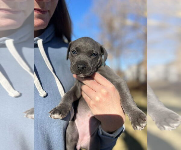 Medium Photo #3 Mutt Puppy For Sale in OKLAHOMA CITY, OK, USA