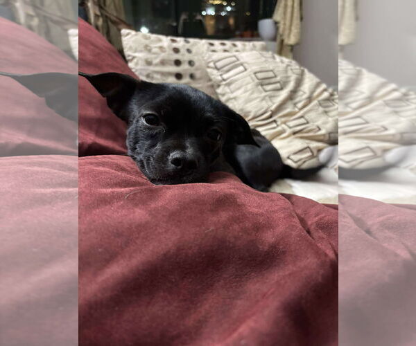 Medium Photo #6 Chihuahua-Unknown Mix Puppy For Sale in Westwood, NJ, USA